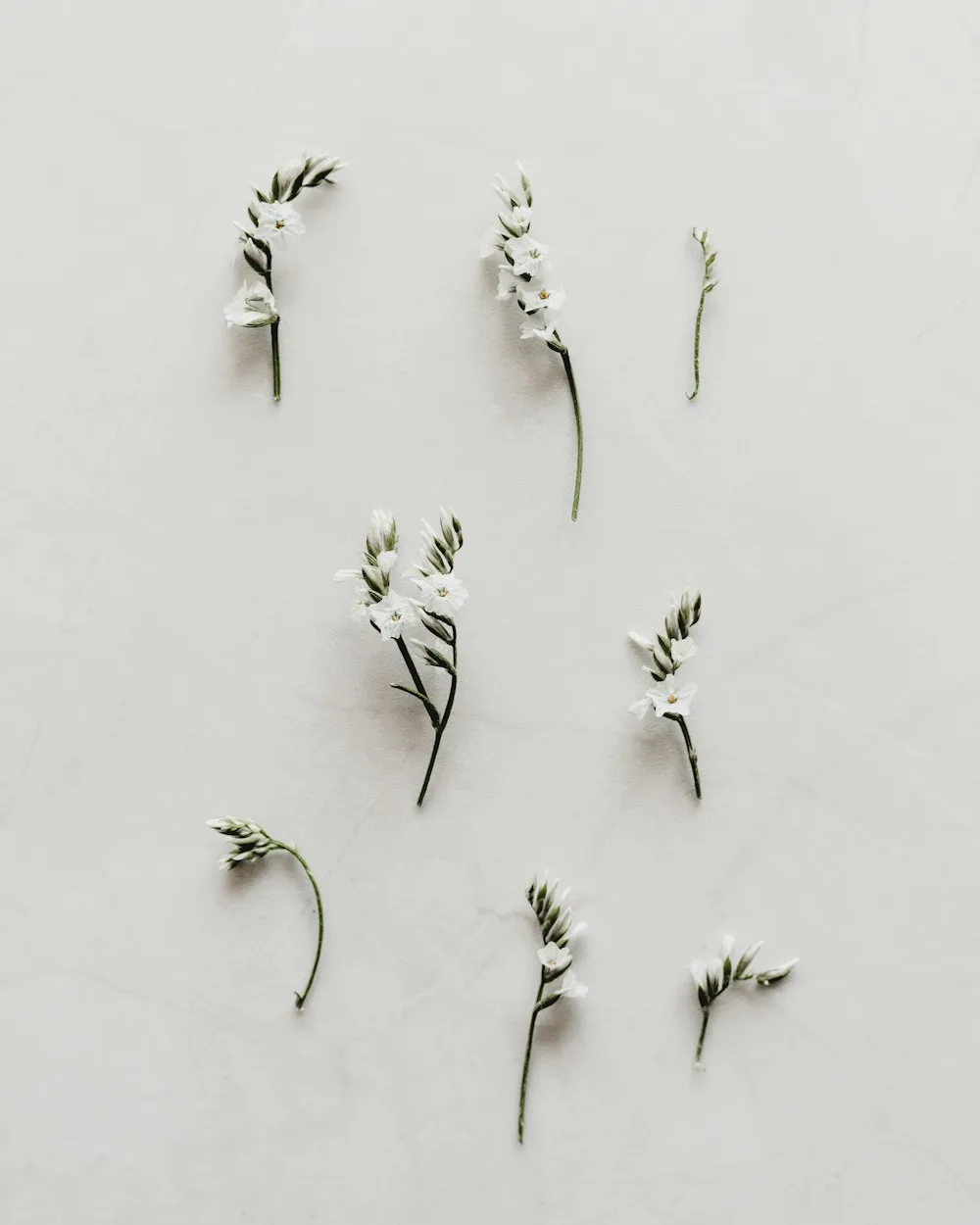 Délicates fleurs blanches — univers PROMÉA